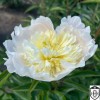 Paeonia lactiflora 'Primevere' - Valgeõieline pojeng 'Primevere' C7/7L